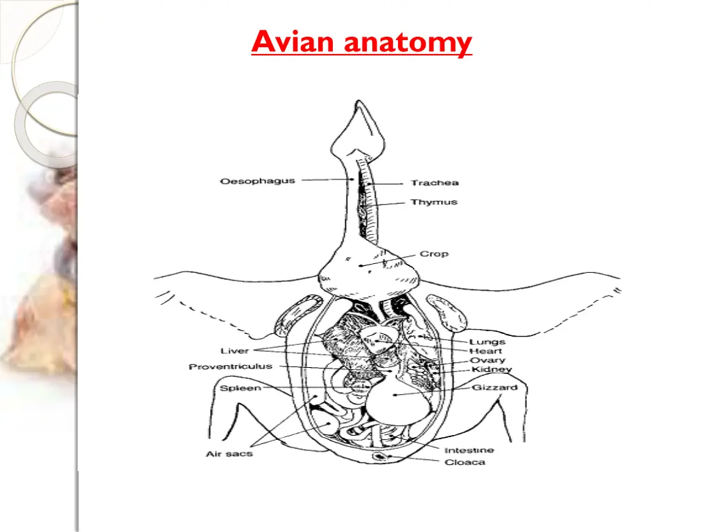 avian anatomy