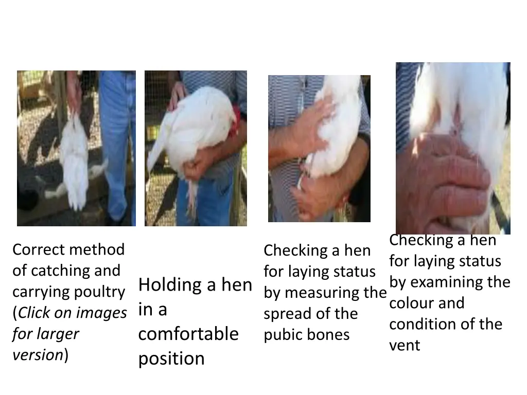 checking a hen for laying status by examining