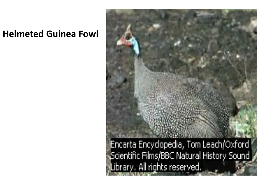 helmeted guinea fowl