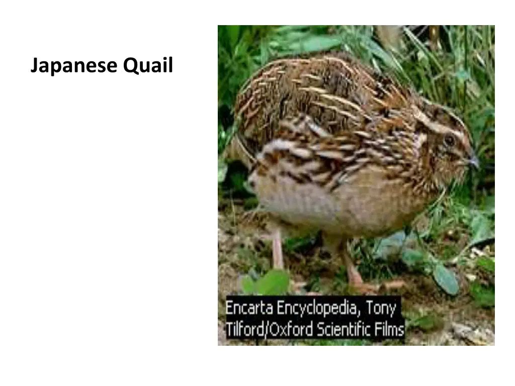 japanese quail