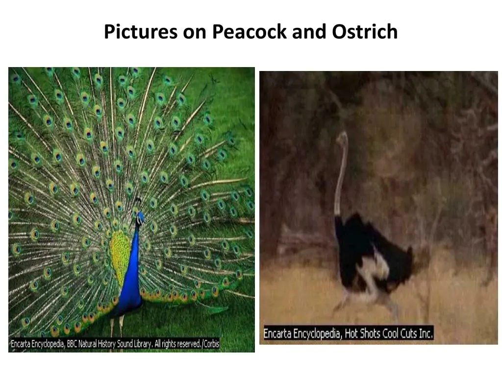 pictures on peacock and ostrich