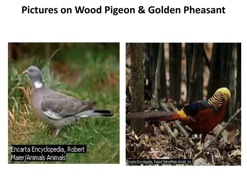 pictures on wood pigeon golden pheasant