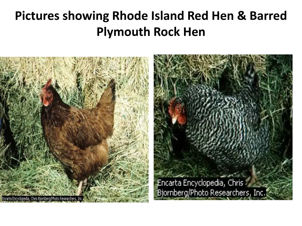 pictures showing rhode island red hen barred