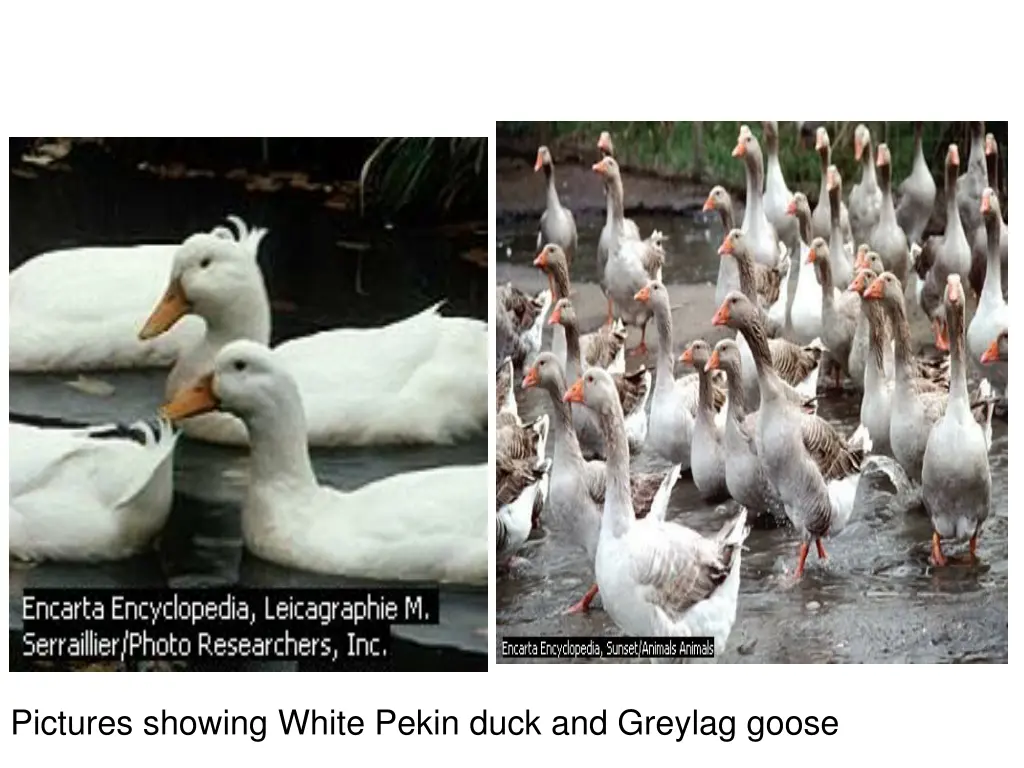 pictures showing white pekin duck and greylag