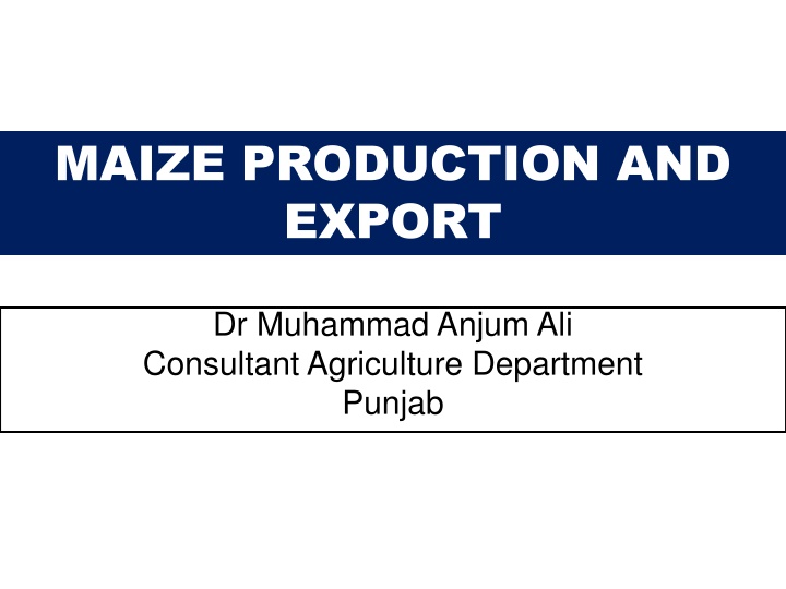 maize production and export