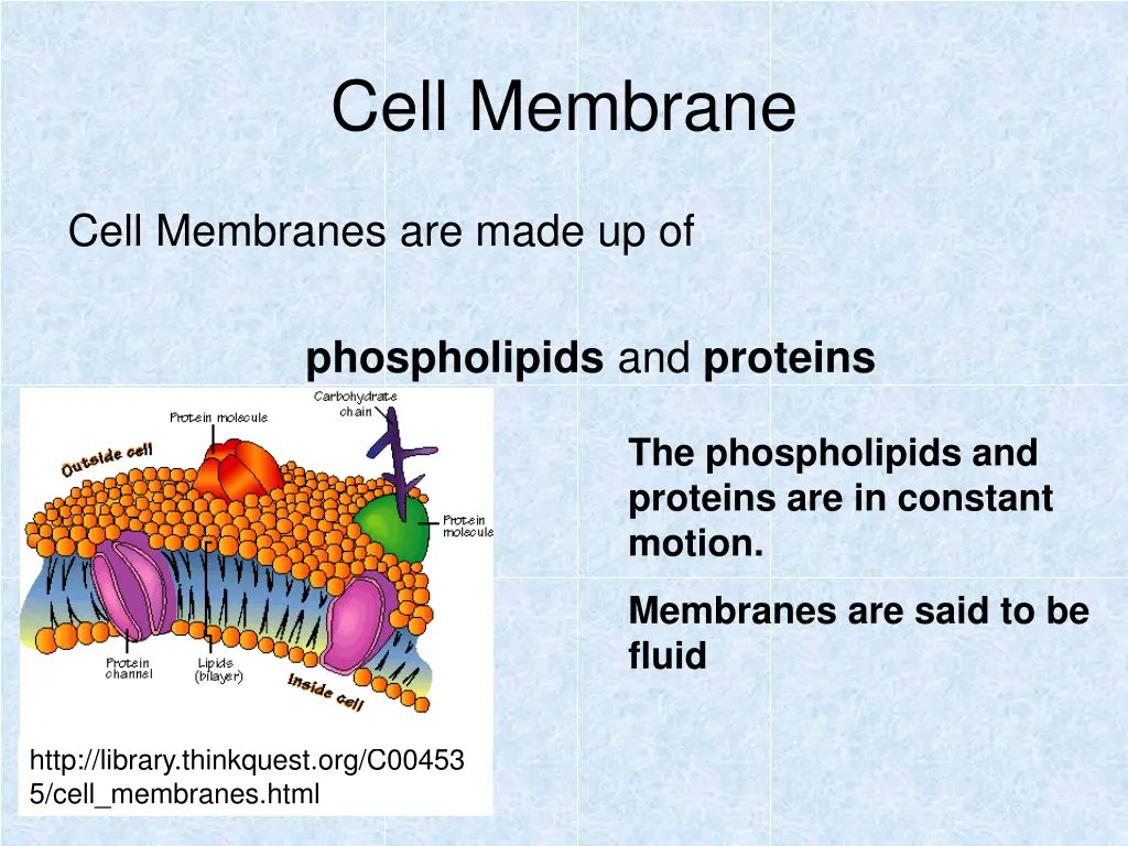 cell membrane