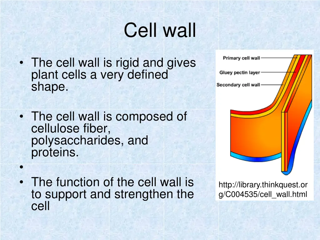 cell wall