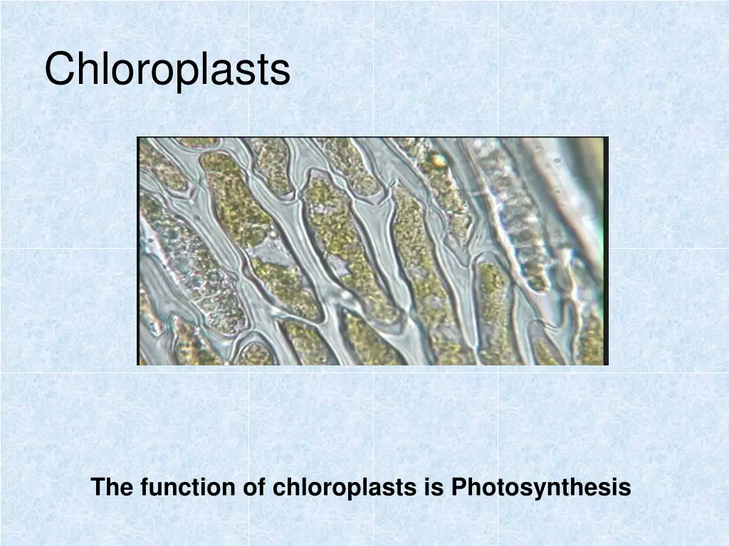 chloroplasts