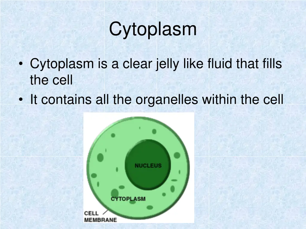 cytoplasm