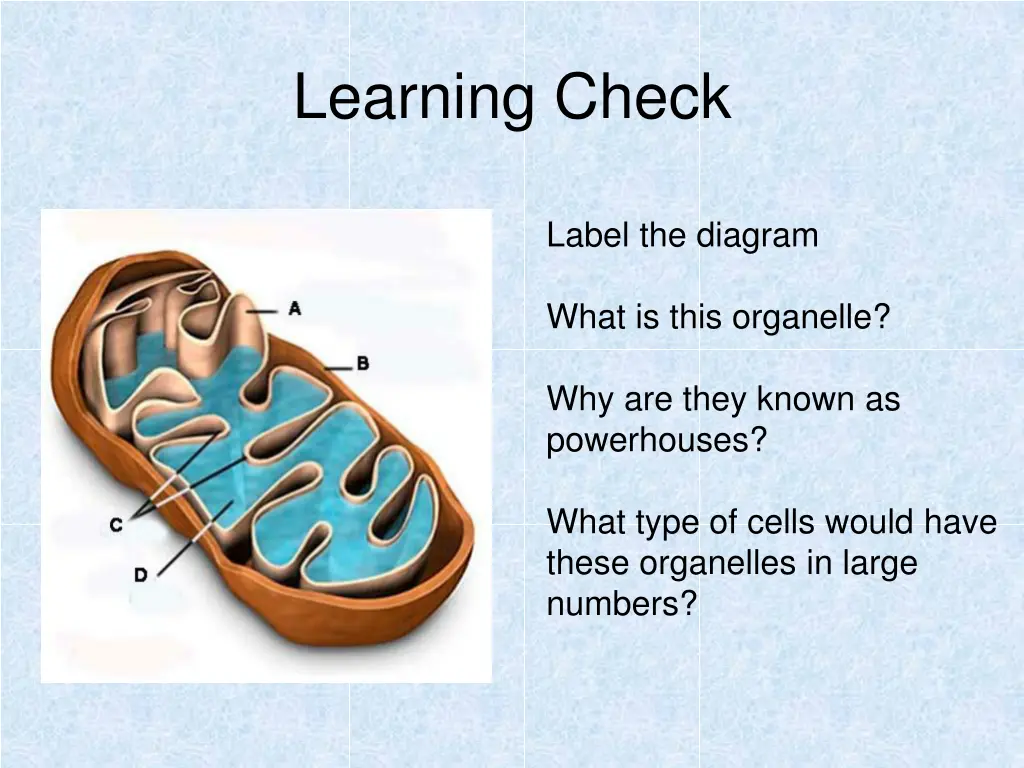 learning check 2