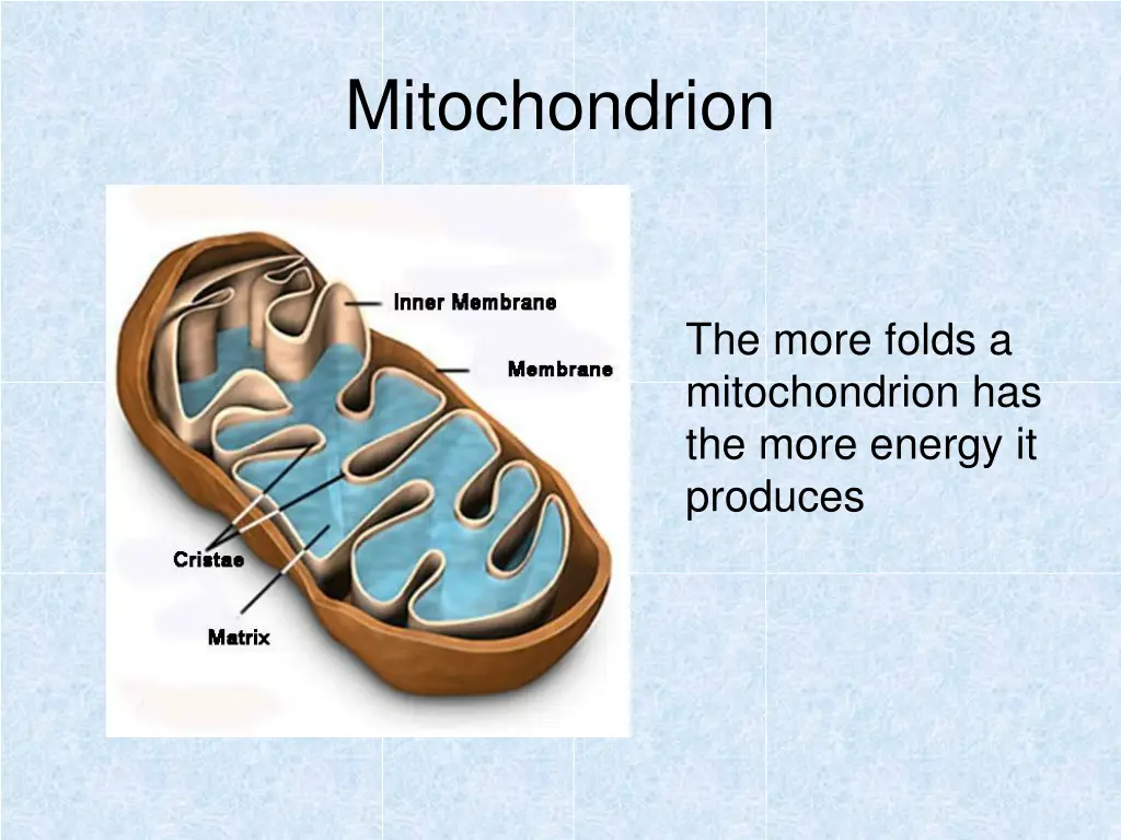 mitochondrion