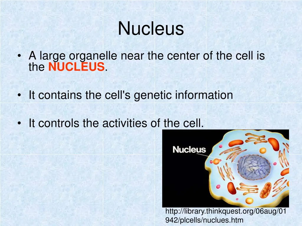 nucleus