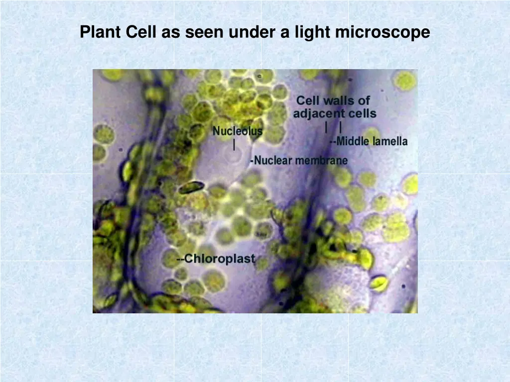 plant cell as seen under a light microscope