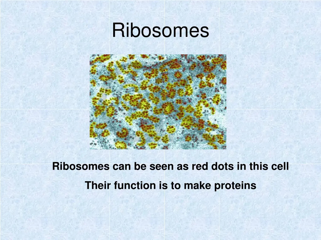 ribosomes