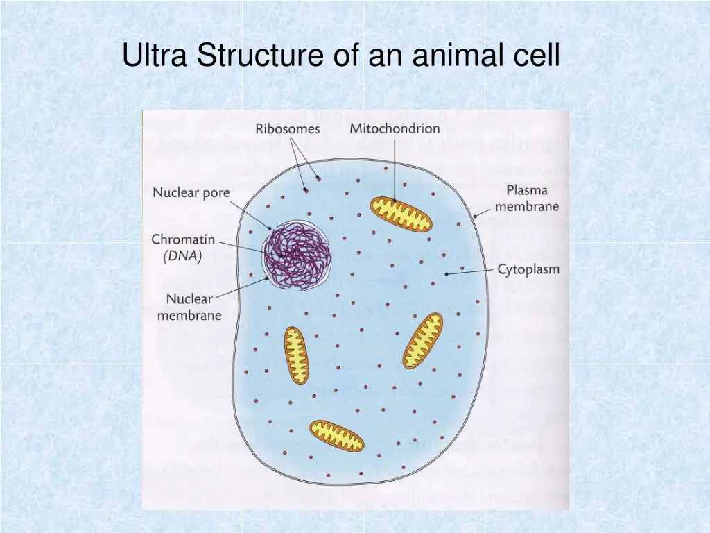 ultra structure of an animal cell