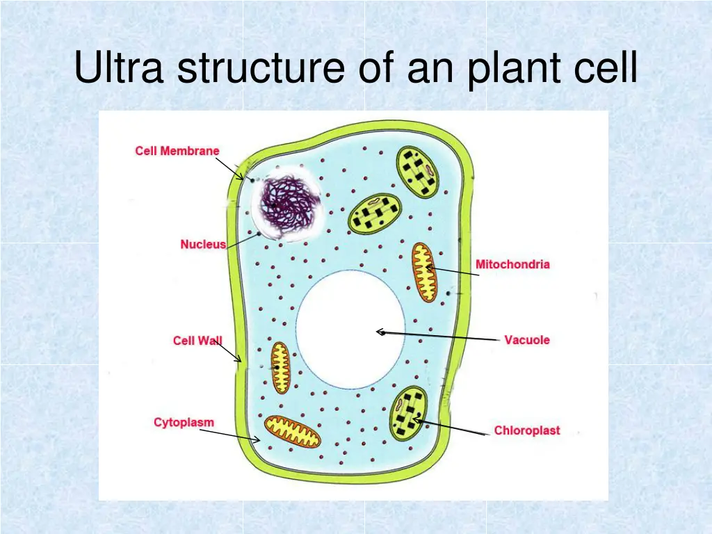 ultra structure of an plant cell