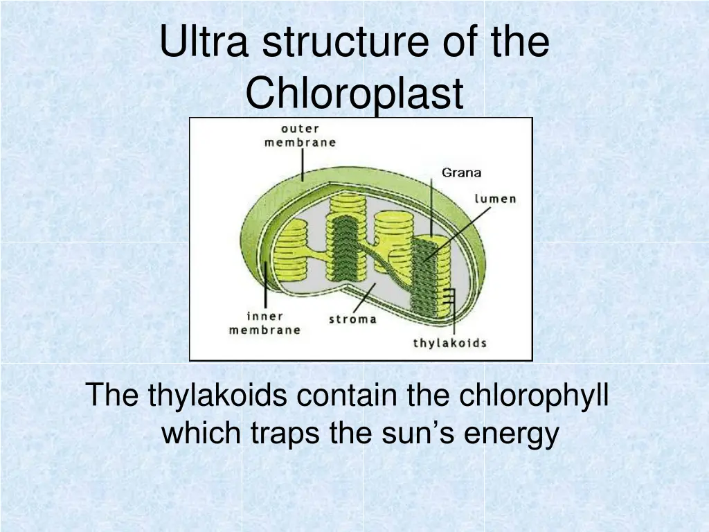 ultra structure of the chloroplast