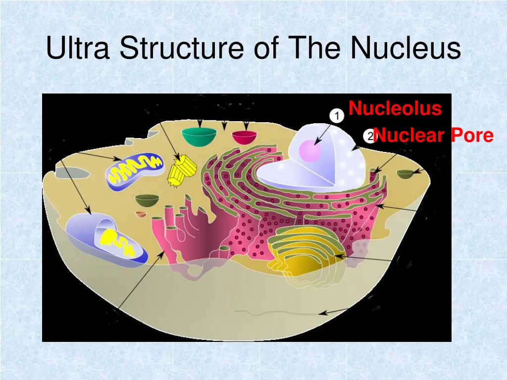 ultra structure of the nucleus