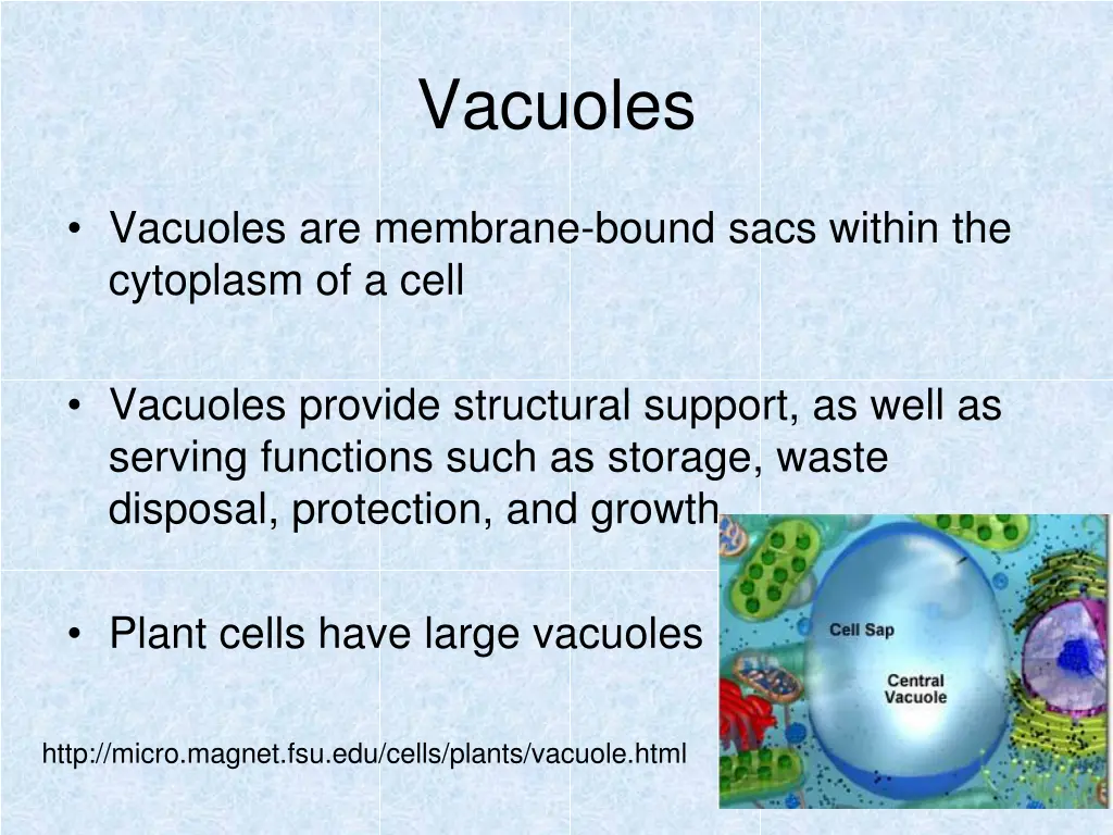 vacuoles