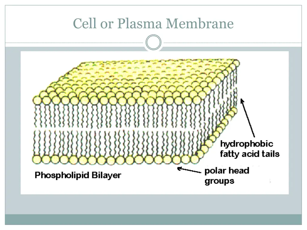 cell or plasma membrane 1