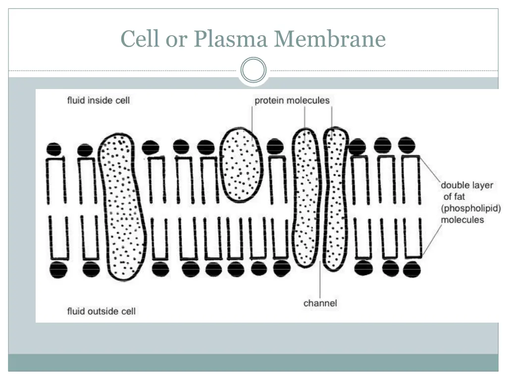 cell or plasma membrane 2