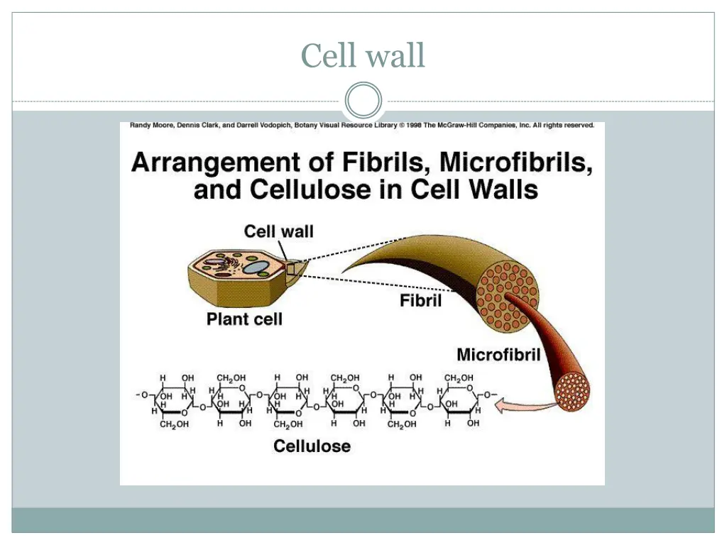 cell wall 3