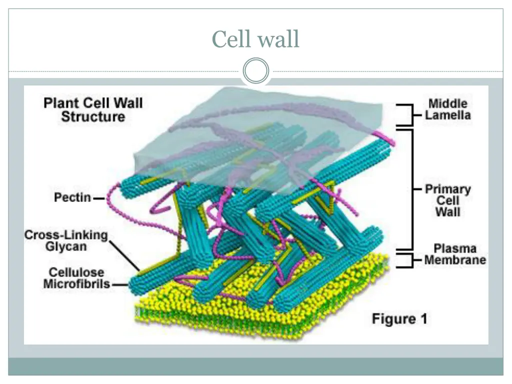 cell wall 5