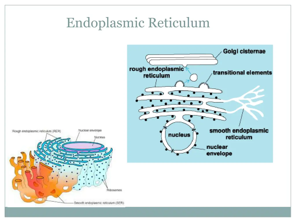 endoplasmic reticulum