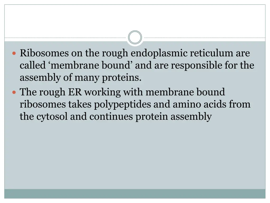 ribosomes on the rough endoplasmic reticulum