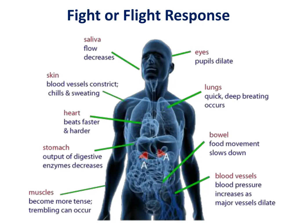 fight or flight response