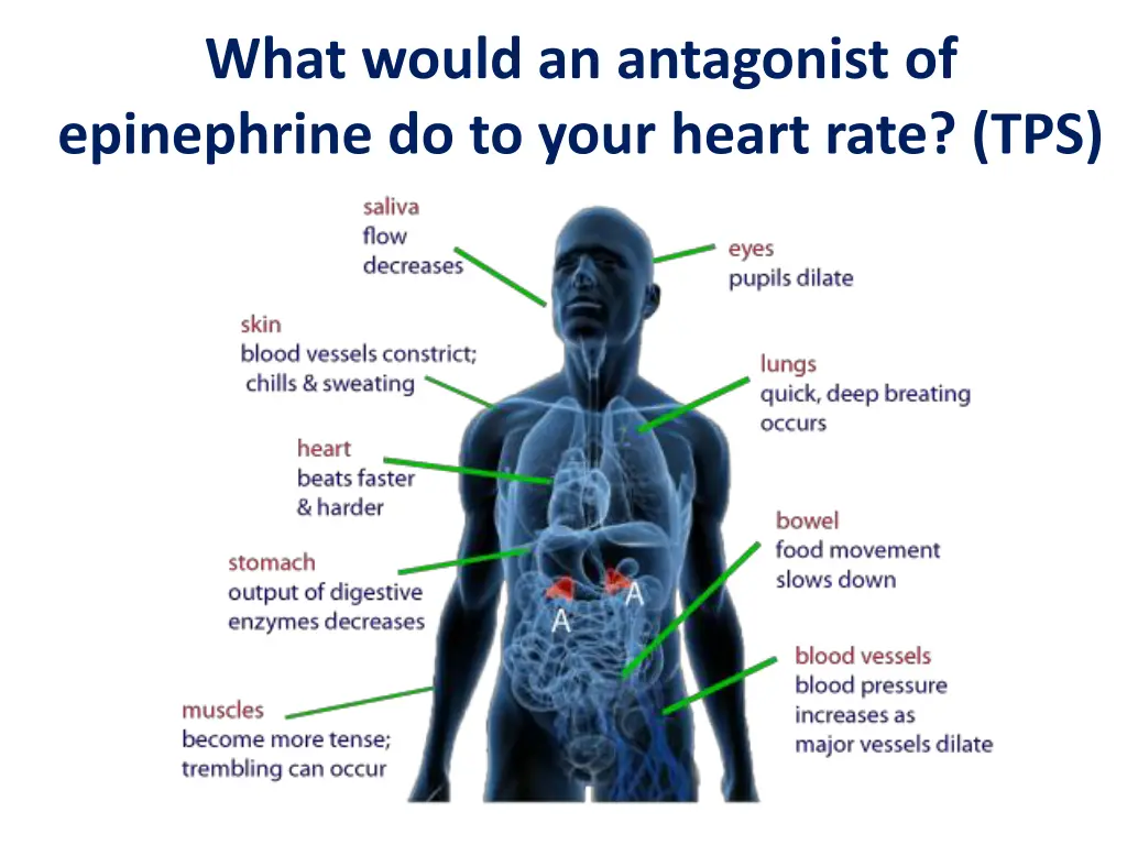 what would an antagonist of epinephrine