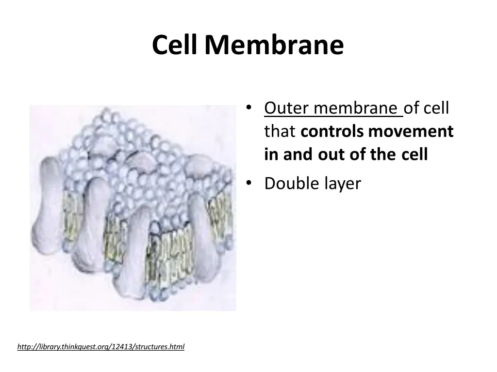 cellmembrane