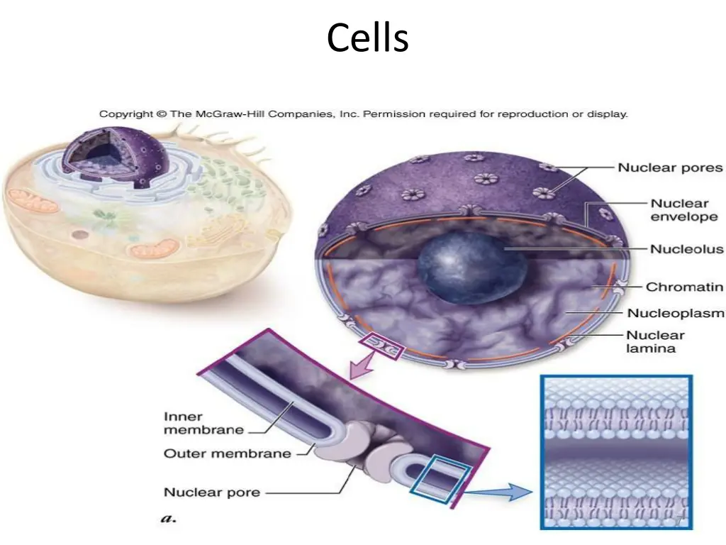 cells 2