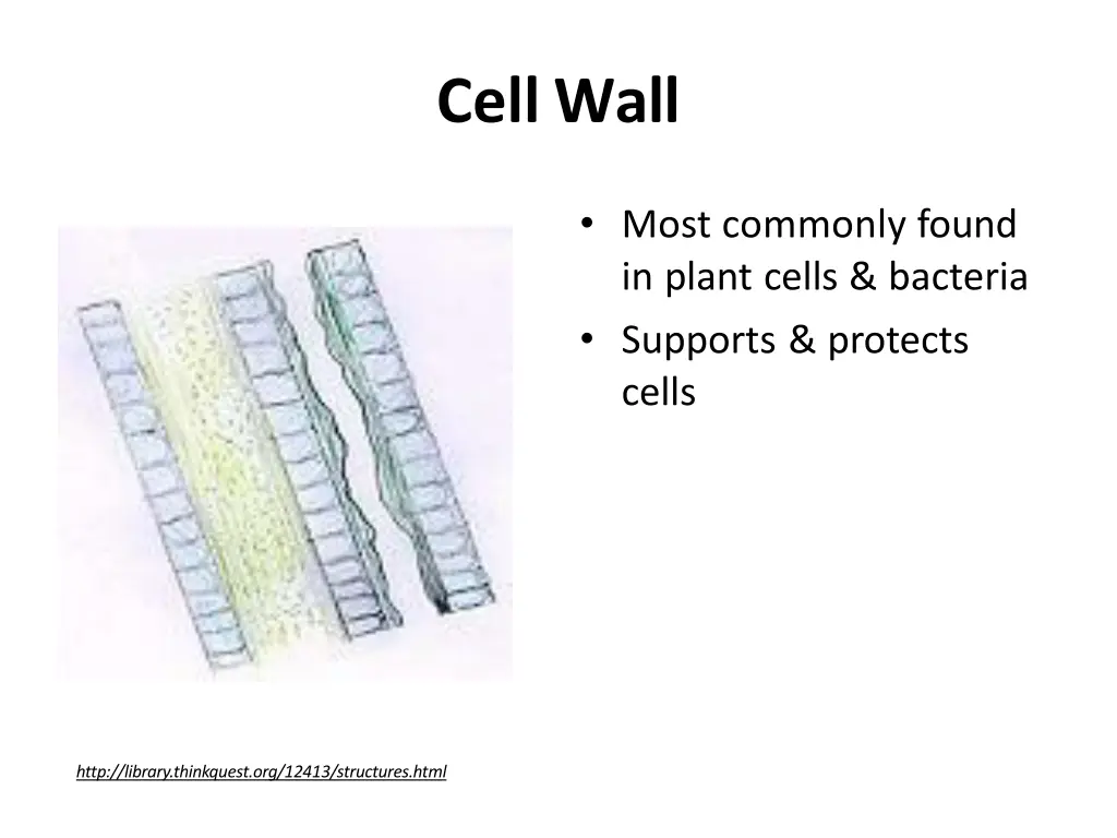 cellwall