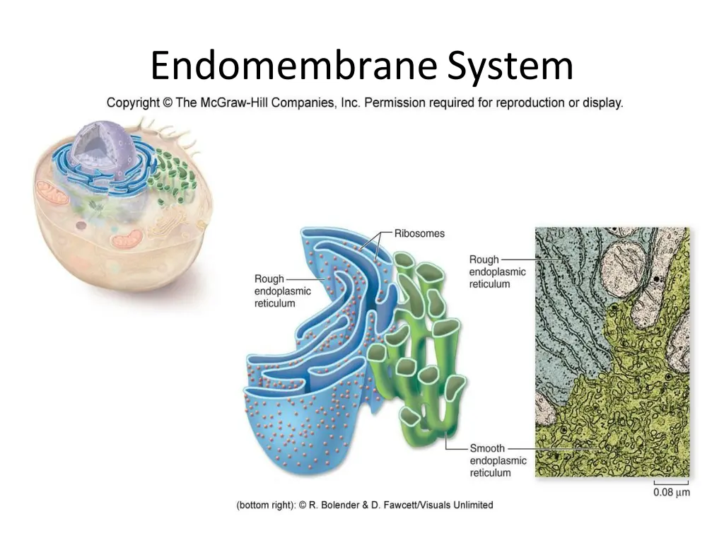 endomembranesystem 1