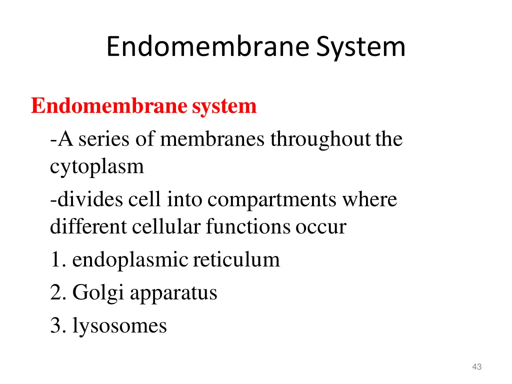 endomembranesystem 3