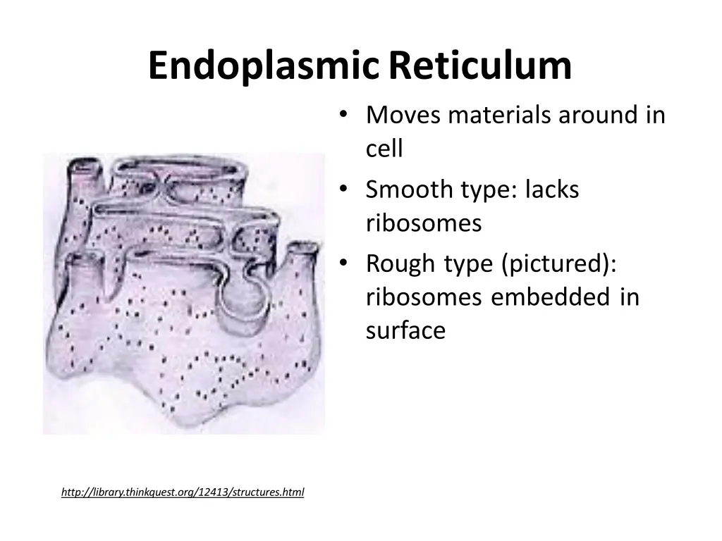 endoplasmicreticulum moves materials around