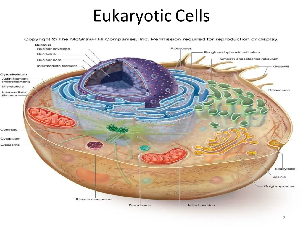 eukaryoticcells