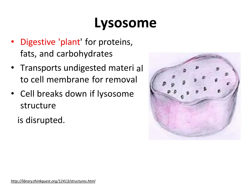 lysosome