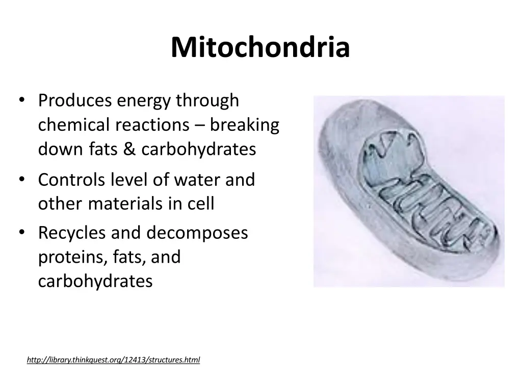 mitochondria