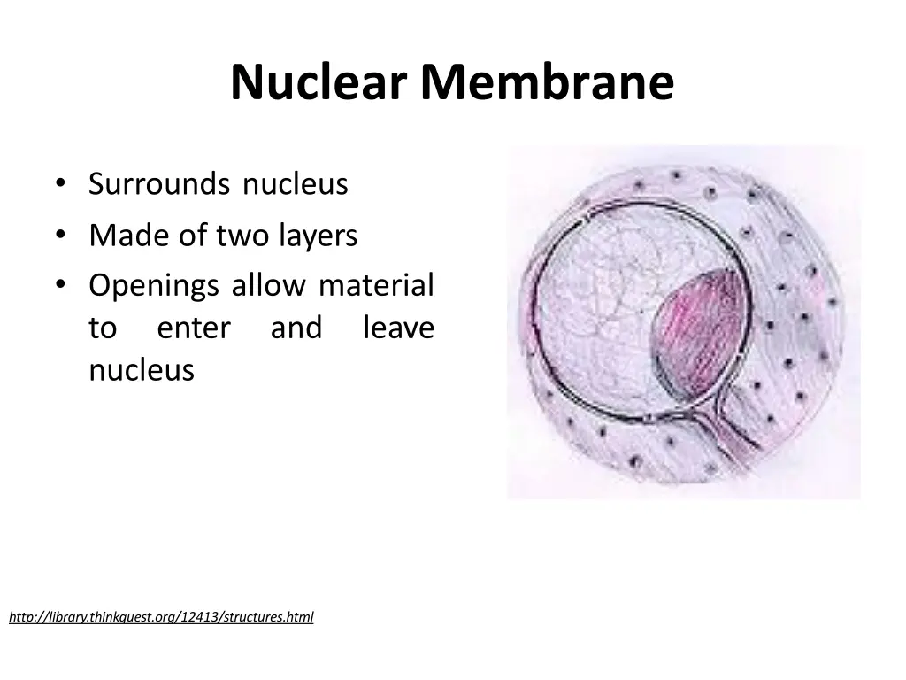 nuclear membrane