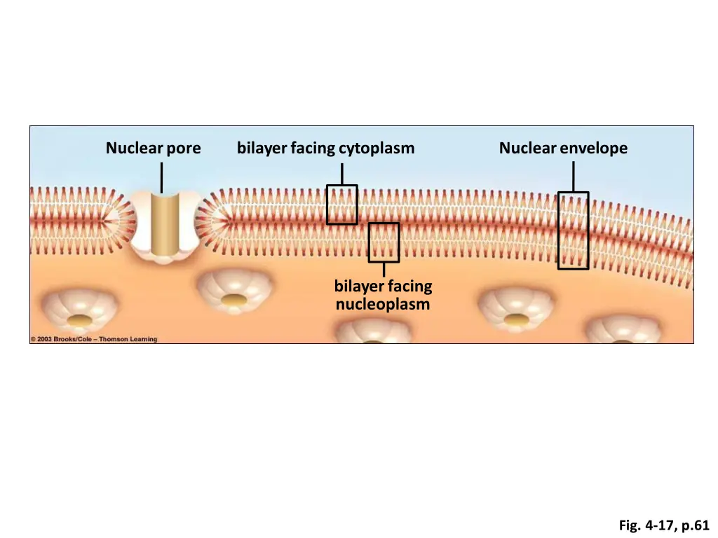 nuclearpore