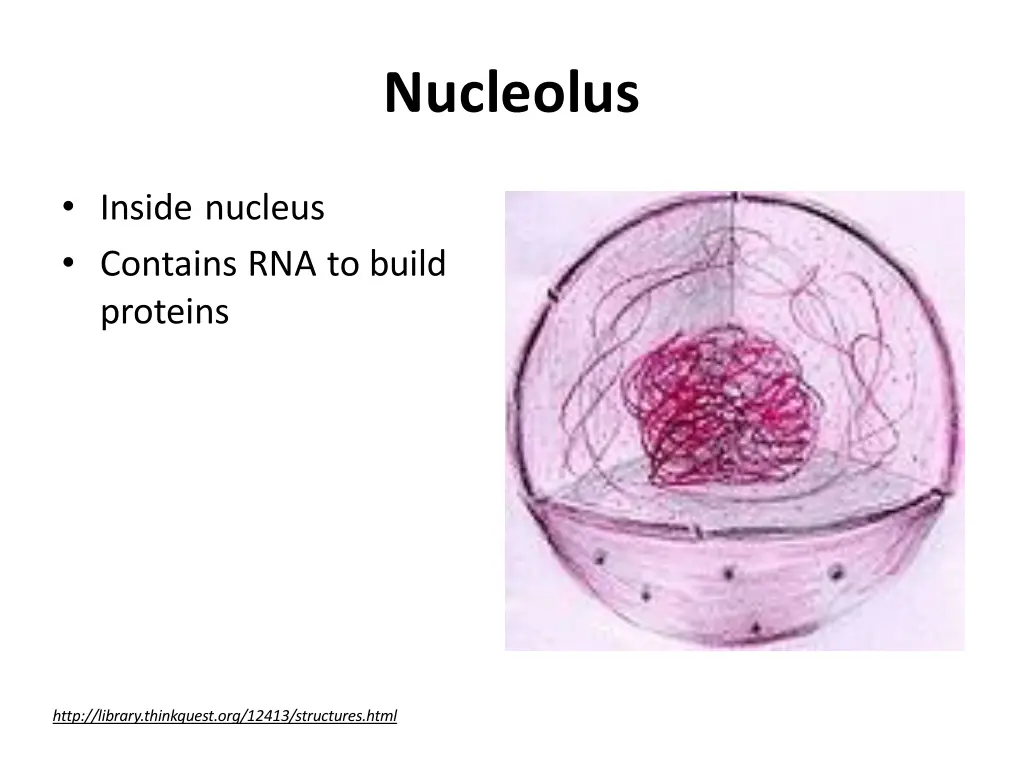 nucleolus