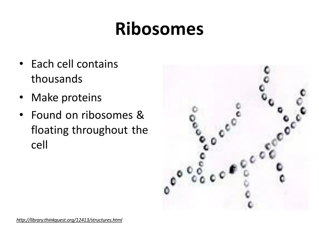 ribosomes