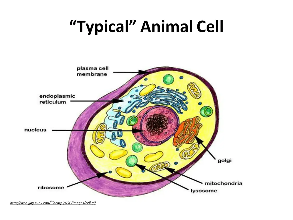 typical animalcell