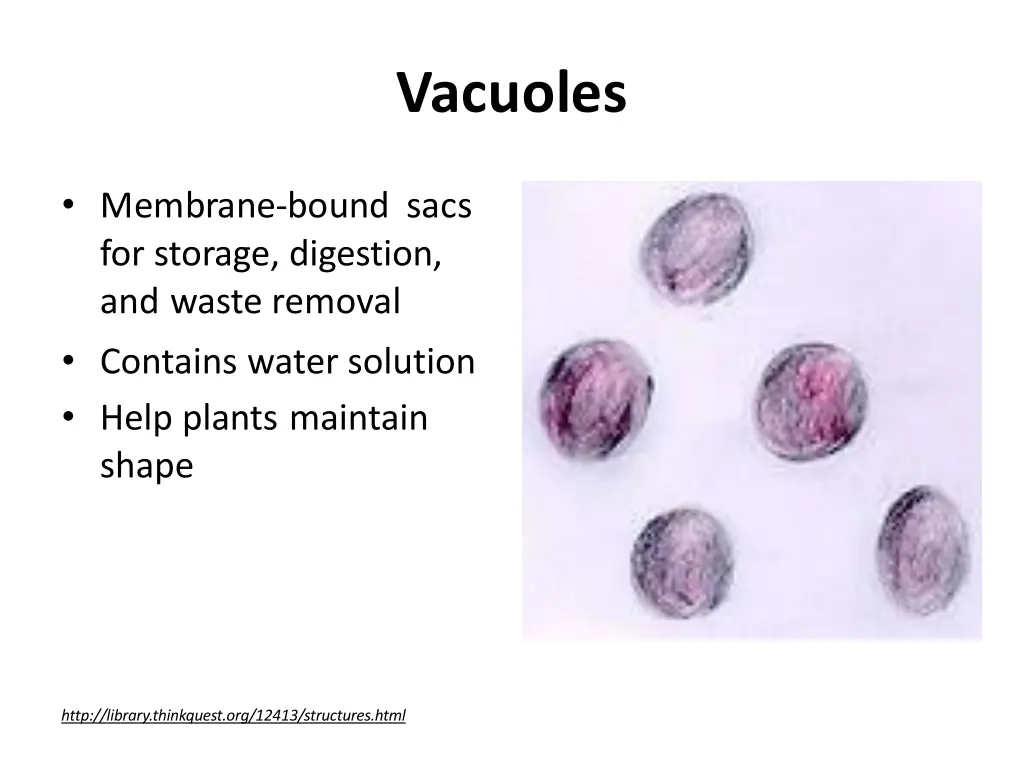 vacuoles