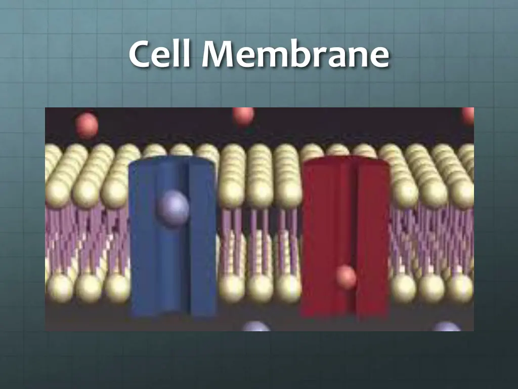 cell membrane 2