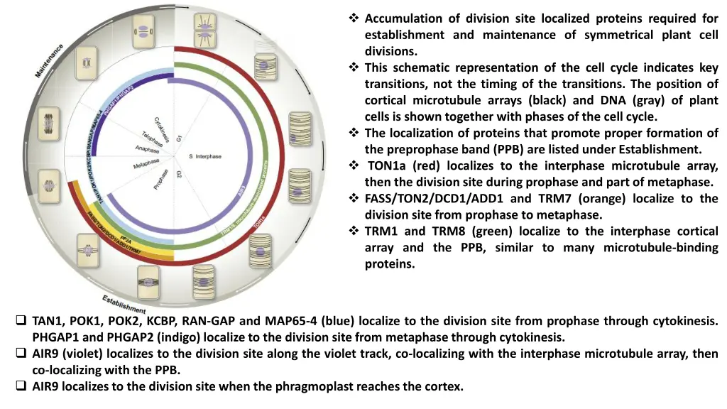 accumulation of division site localized proteins