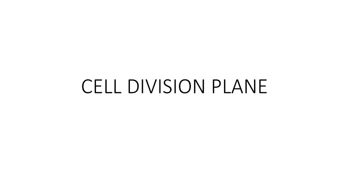 cell division plane