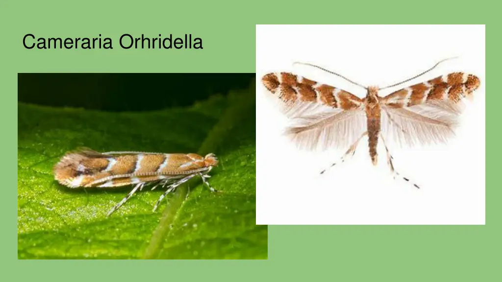 cameraria orhridella